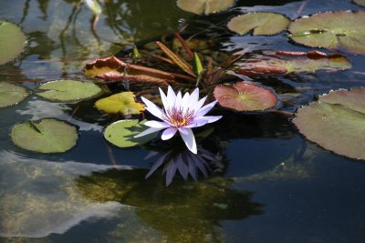 Bethesda Fountain - Water Lilies