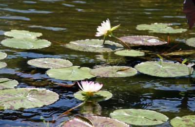 Bethesda Fountain - Water Lilies