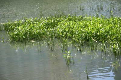 Duck Pond Reeds
