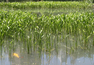Duck Pond Reeds & Fish