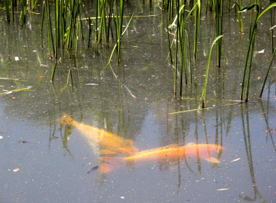 Duck Pond Reeds & Fish