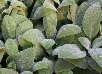 Rain Drops on Lambs' Ears