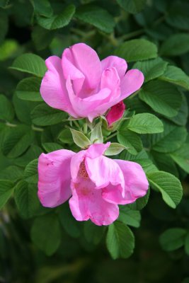 Pink Rugosa Roses