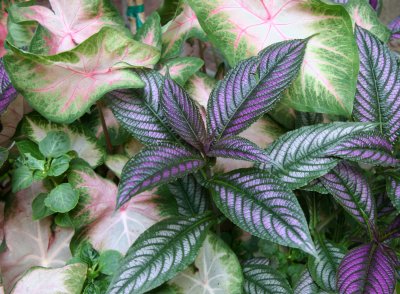 Persian Shield & Caladium at the Ascension Church Garden