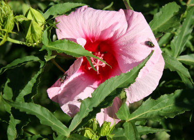 Fly on a Hibiscus Flower