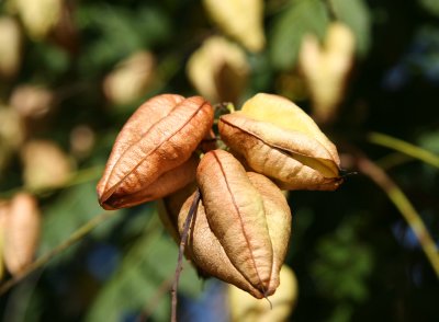 Golden Rain Tree Seed Pods