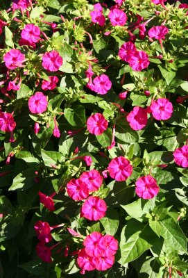 Nicotiana