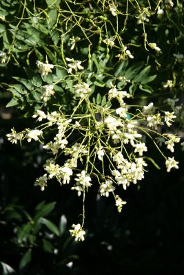 Scholar Tree Blossoms