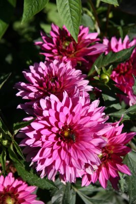 Fly in Dahlia Blossoms