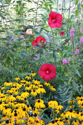 Cone Flowers & Giant Red Hisbiscus Blossoms