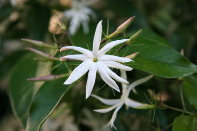 Star Jasmine