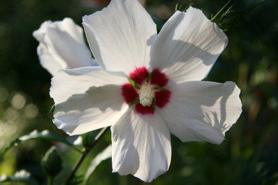 Hibiscus Blossom