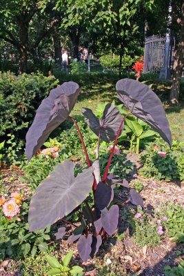 Elephant Ears