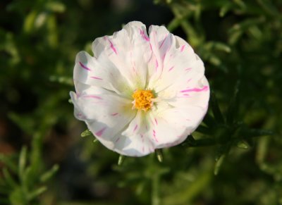 Unknown - Ice Plant?