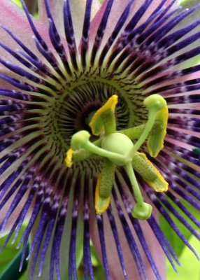 Passion Flower