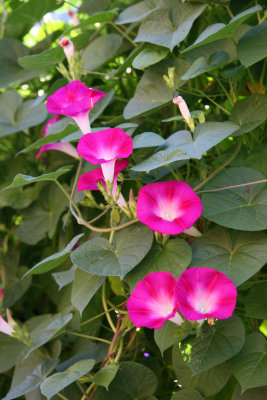 Morning Glories