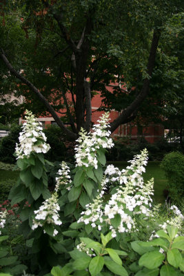 Hydrangea