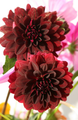 Home Grown Garden Bouquet - Burgundy Dahlias