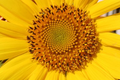 Home Grown Garden Bouquet - Sunflower
