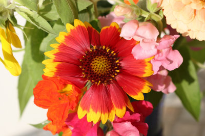 Home Grown Garden Bouquet -Gaillardia Aster & Snapdragons