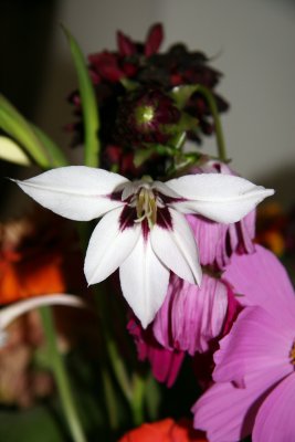 Home Grown Garden Bouquet - Gladiolus callianthus