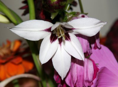 Home Grown Garden Bouquet - Gladiolus callianthus