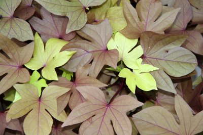 Sweet Potato Foliage