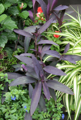 Sidewalk Garden