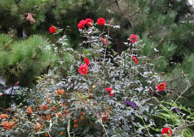 Dahlia, Rose Hips & a Pine Tree