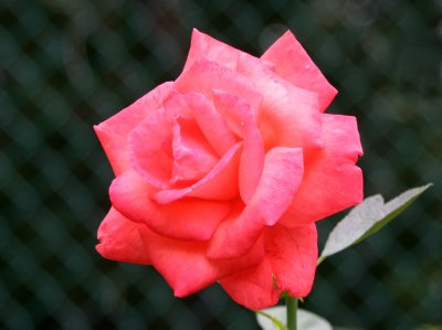 Tropicana Rose