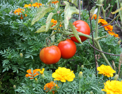 Vine Ripe Tomatoes & Marigolds