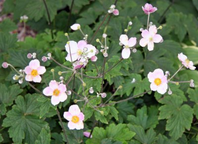 Japanese Anenome