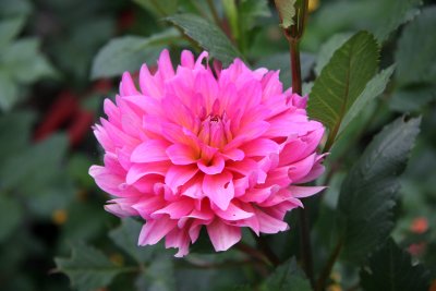 Pink Dahlia