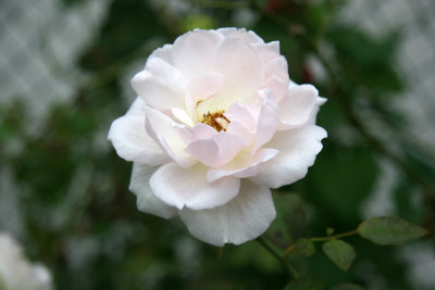 White Rose