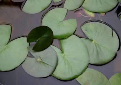 Waterlily Pads