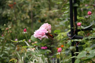 Monarch Butterfly on a Rose