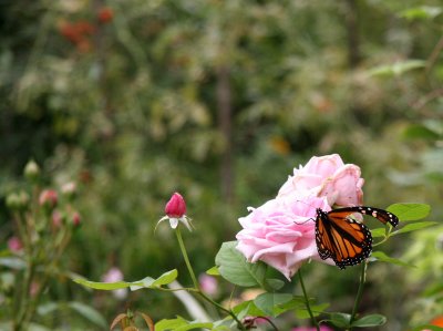Monarch Butterfly on a Rose