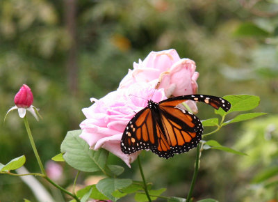 Monarch Butterfly on a Rose