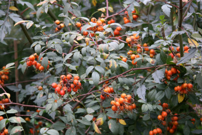 Glauca Rose Hips