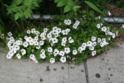 Sidewalk Petunias