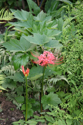 Nerine Blossoms