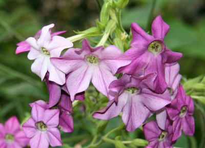 Nicotiana