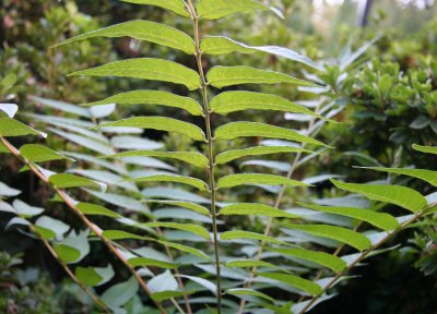 Tree of Paradise Sapling or Simarouba glauca