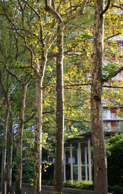 Sycamore Trees - Golden Leaves, a Harbinger of Fall Colors