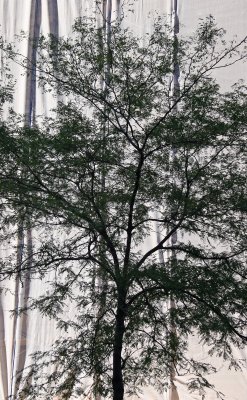 Locust Tree at Construction Site