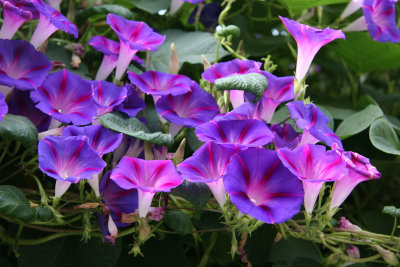 Morning Glories