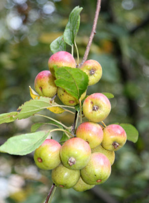 Crab Apple Fruit