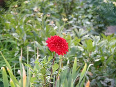 Red Dahlia