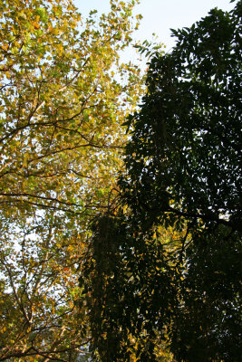 Sycamore & Cherry Tree Foliage