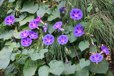 Morning Glories in a Pine Tree